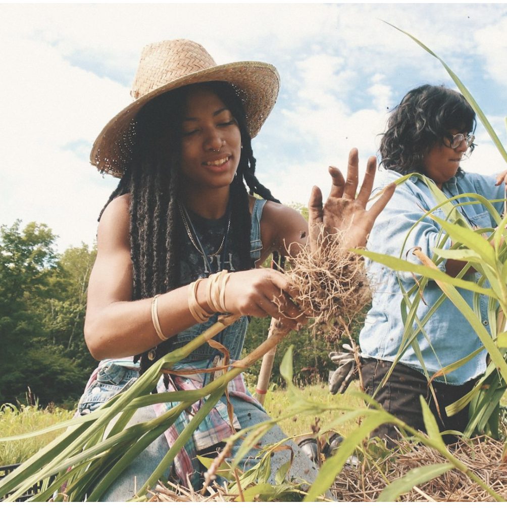 Participants at Soul Fire Farm pick vegetables.