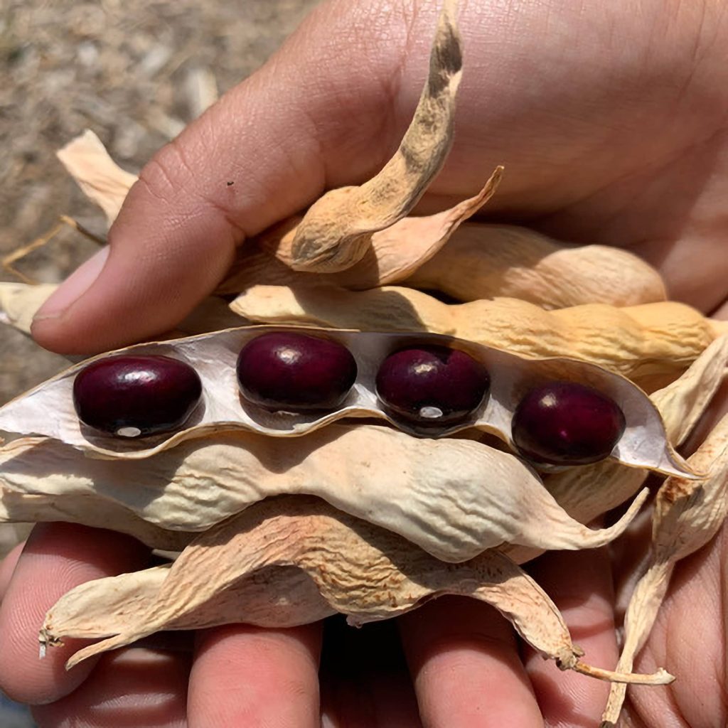 Cranberry beans in hand