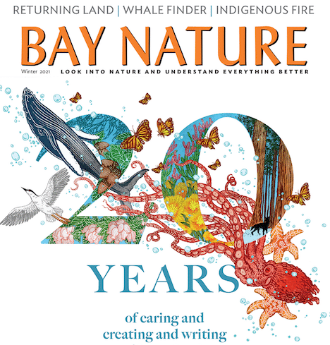 Cover of Bay Nature's Winter 2021 issue