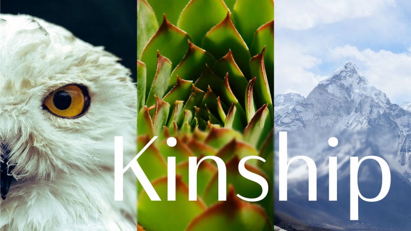 Banner for Kinship podcast series, with a bird's eye, a plant, and a mountain with the word "Kinship."