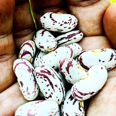 Hand holding indigenous bean seeds.