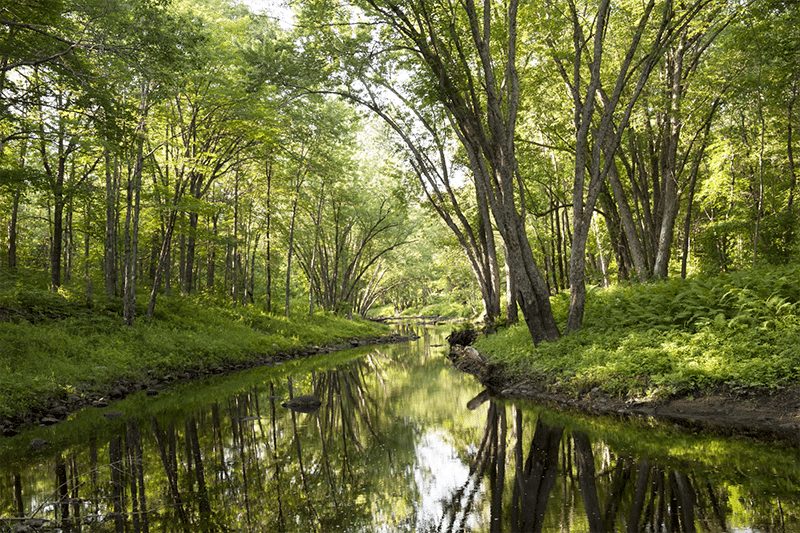 Creek at Nibezun in Maine.