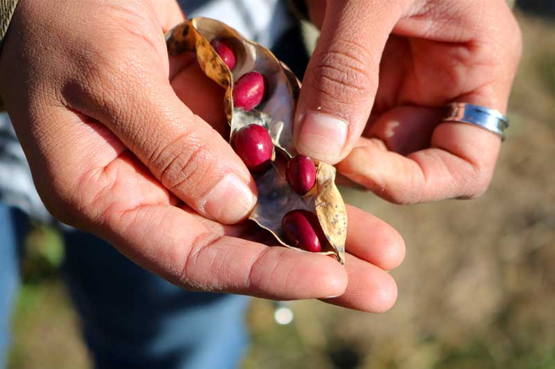 An Indigenous woman holds a pod revealing the red bean seeds inside.