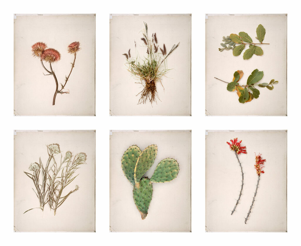 Collage images of Native plants, flowers, and cacti.