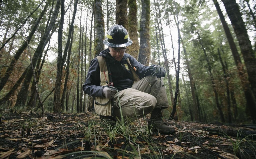 Native firefighter kneeling down amongst grasses growing on the forest floor.