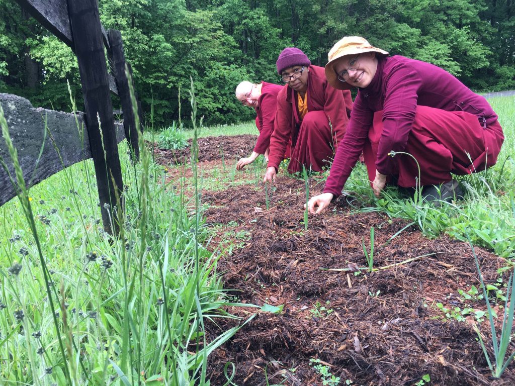 Three Dharmadatta nuns in red robes kneeling beside a plot of earth they have planted.