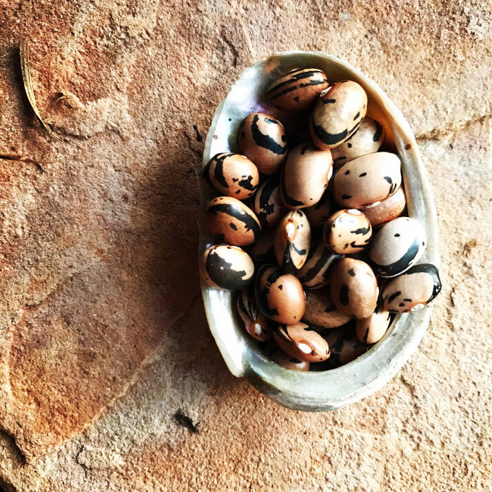 A close up of native seeds in an abalone shell.