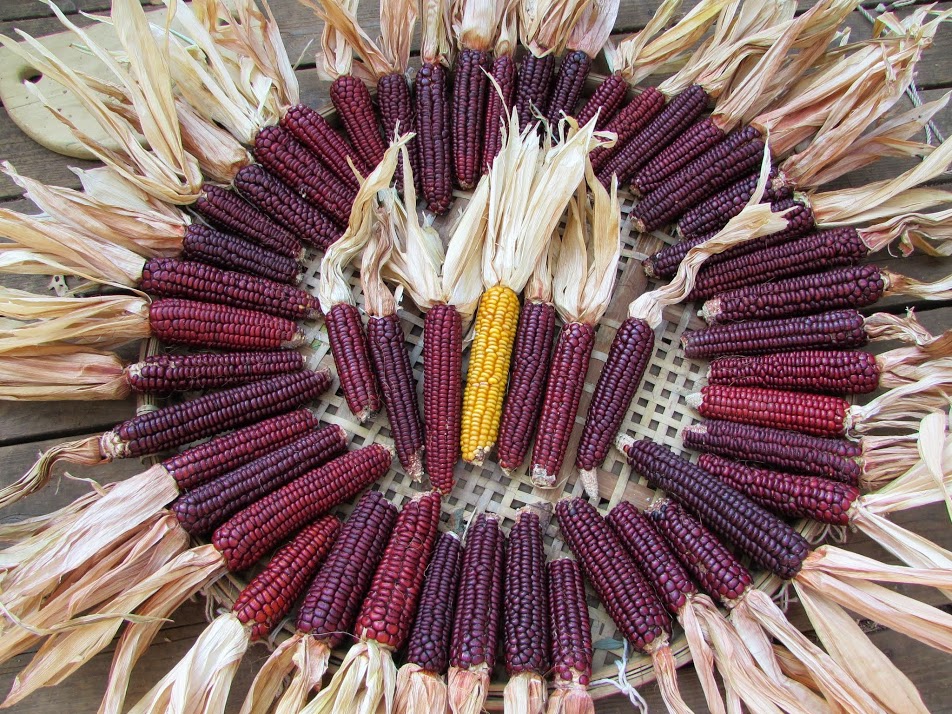 A ring of native corn with seven native corn in the center.