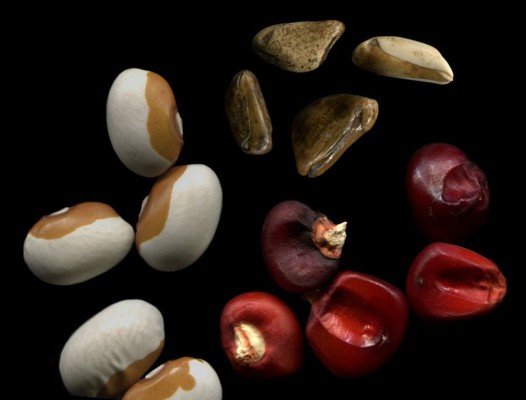 Close up of colorful Native beans.