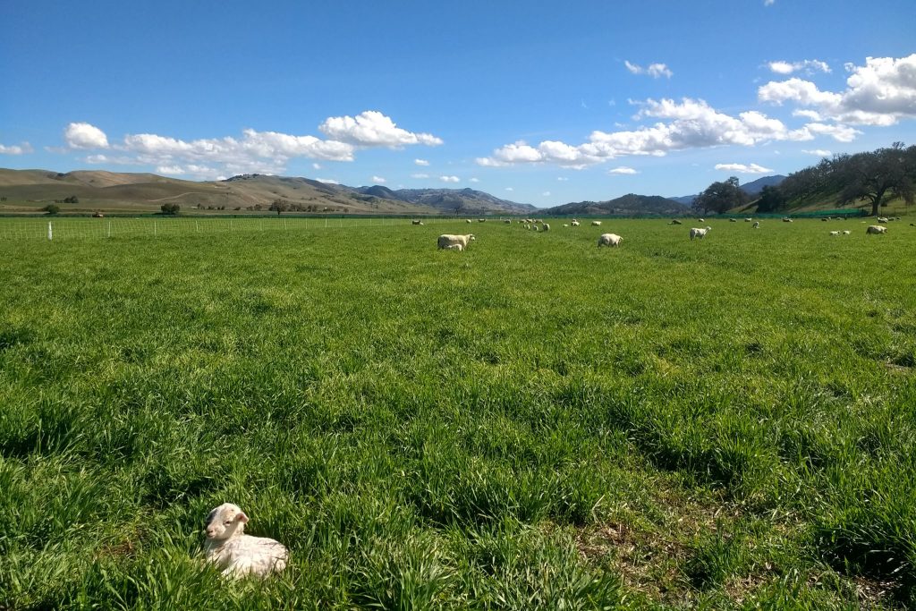Lambs in a large green field under a bright blue sky with fluffy clouds during lambing season at Paicines Ranch.