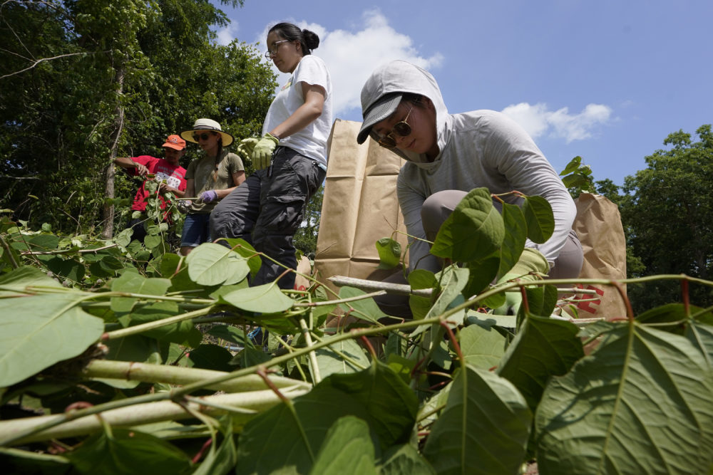Fin Jones, of Falmouth and a member of the Mashpee Wampanoag tribe, top center, and Jessica Tran, right, of St. Paul, Minn., work to remove invasive plant species at the Wampanoag Common Lands project, in Kingston, Aug. 2.